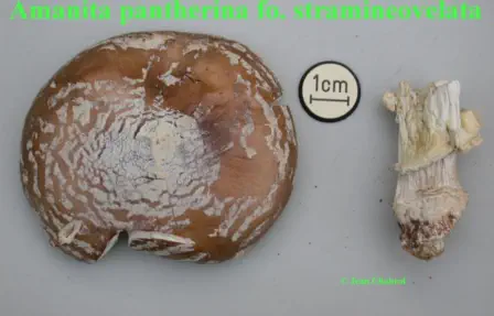 Amanita pantherina f. stramineovelata (Amanite panthère à voile jaune paille)