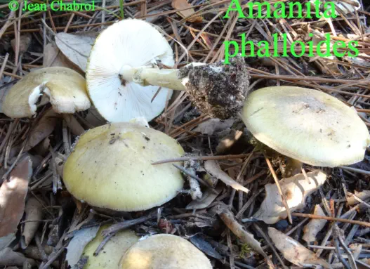 Amanita phalloïdes récoltées sur la commune de Soorts-Hossegor (40)