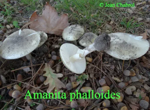 Amanita phalloïdes récoltées sur la commune de Messanges (40) - (forme gris-vert)
