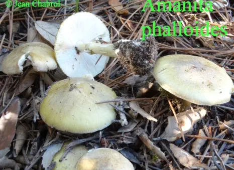 Amanita phalloïdes récoltées sur la commune de Soorts-Hossegor (40)