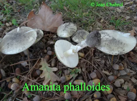 Amanita phalloïdes récoltées sur la commune de Messanges (40) - (forme gris-vert)