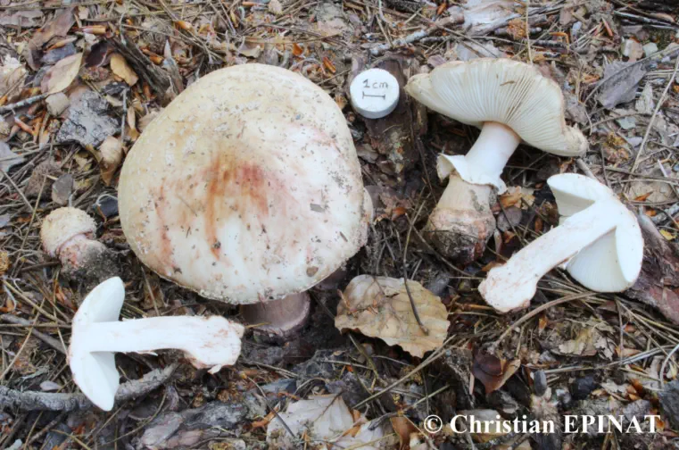 Amanita rubescens récoltée sur la commune de Branoux les Taillades (30)