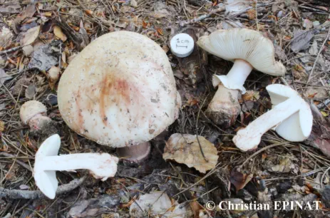 Amanita rubescens récoltée sur la commune de Branoux les Taillades (30)