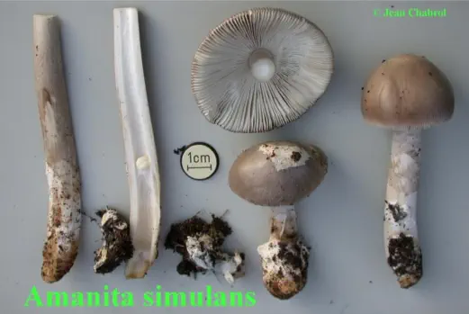 amanita simulans