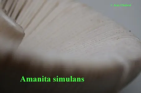 amanita simulans
