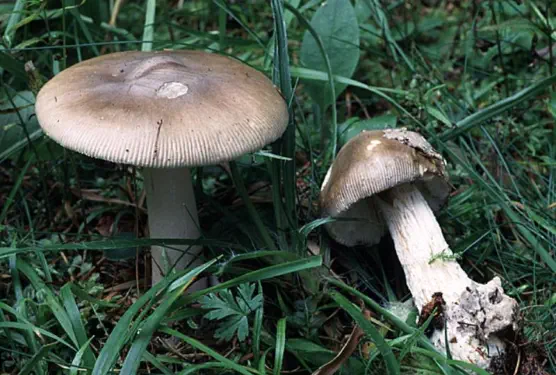 Amanita submembranacea