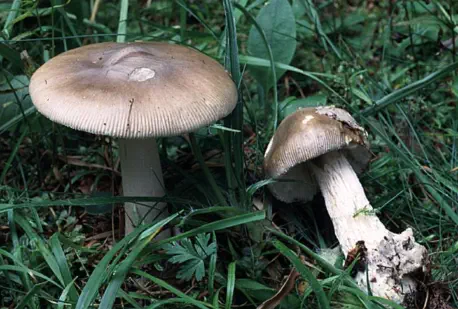 Amanita submembranacea