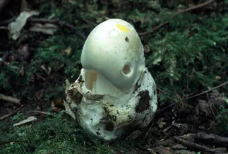 Amanita virosa (amanite vireuse)