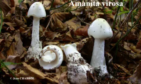 Amanita virosa (amanite vireuse)