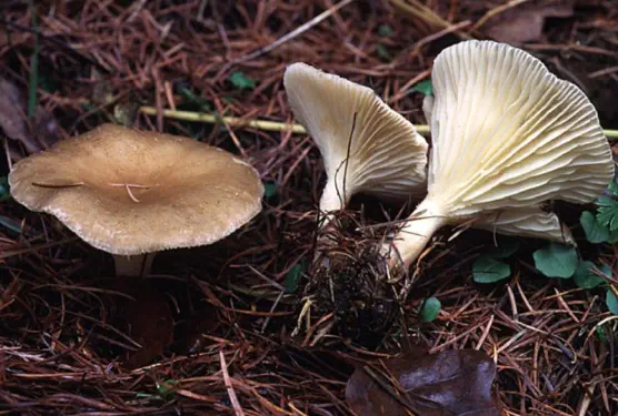 Ampulloclitocybe clavipes