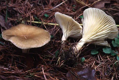 Ampulloclitocybe clavipes