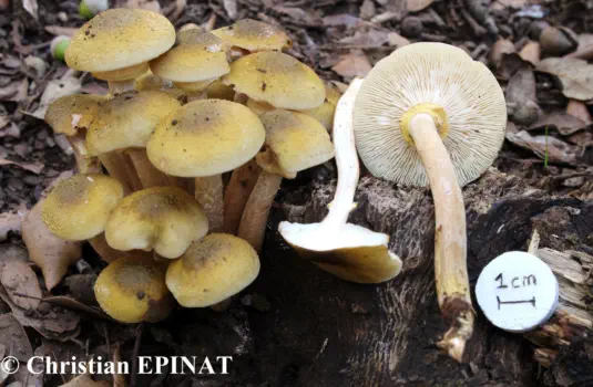 Armillaria mellea (Vahl) P. Karst. (1881) - (Photo C. Epinat)