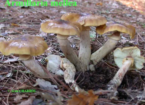 Armillaria mellea (Vahl) P. Kumm. 1871