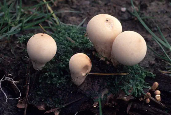 Lycoperdon piriforme (vesse de loup en forme de poire)