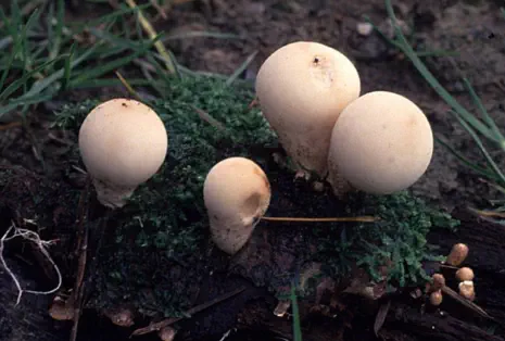 Lycoperdon piriforme (vesse de loup en forme de poire)