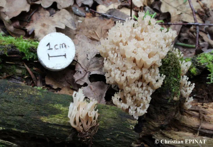 Artomyces pyxidatus (Clavaire en chandelier)