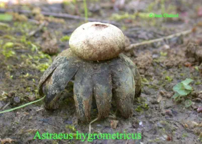 Astraeus hygrometricus