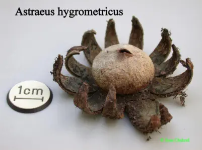 Astraeus hygrometricus