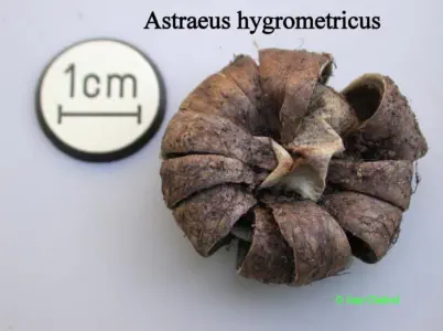 Astraeus hygrometricus