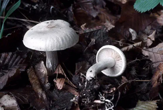 Atractosporocybe inornata (clitocybe à odeur de poisson)