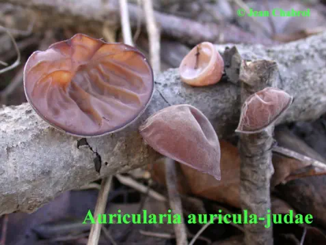 Auricularia auricula-judae, Commune de Tornac (30)
