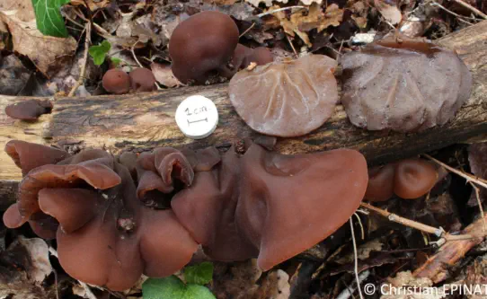 Auricularia auricula-judae récolté sur la commune de Ners (30)