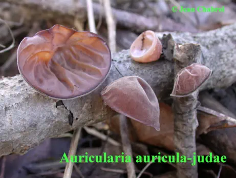 Auricularia auricula-judae, Commune de Tornac (30)
