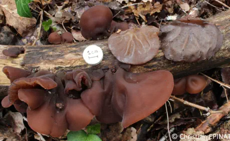 Auricularia auricula-judae récolté sur la commune de Ners (30)