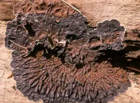 Auricularia mesenterica