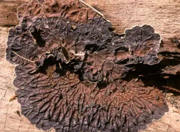 Auricularia mesenterica
