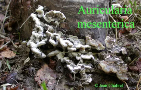 Auricularia mesenterica (récolté à St Maurice de Cazevieille - Gard)