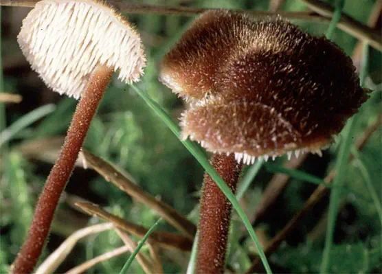 Auriscalpium vulgare (hydne cure-oreille)