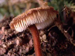Auriscalpium vulgare (hydne cure-oreille)
