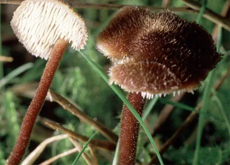 Auriscalpium vulgare (hydne cure-oreille)