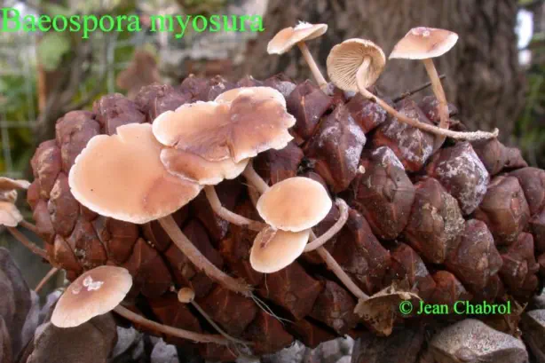 Baeospora myosura (collybie à queue de souris)