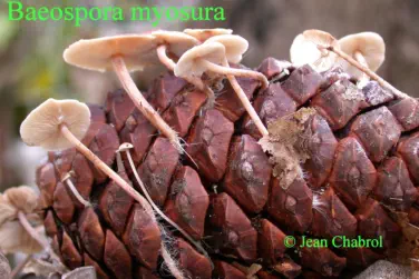 Baeospora myosura (collybie à queue de souris)
