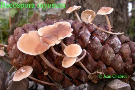 Baeospora myosura (collybie à queue de souris)