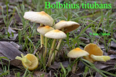 Bolbitius titubans récolté sur la commune de Massillargues-Attuech (30)