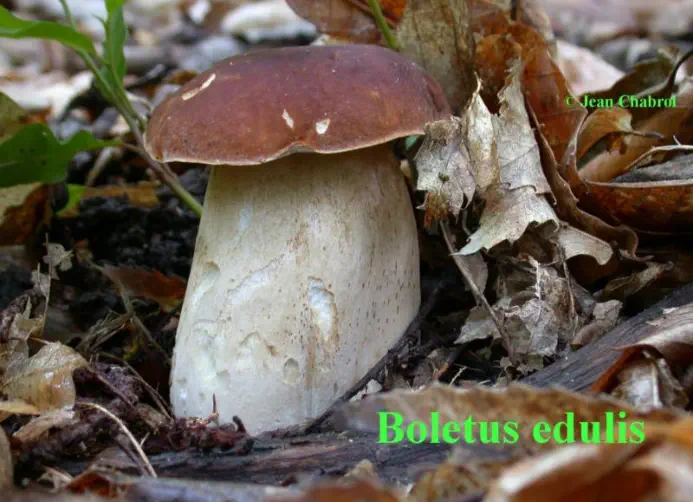 Boletus edulis (cèpe de Bordeaux)