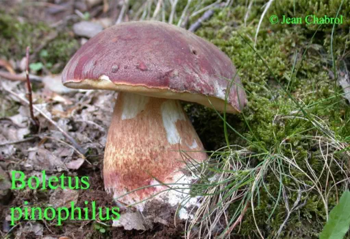 Boletus pinophilus (récolté à Malons et Elze - Gard)