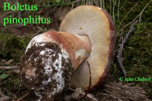 Boletus pinophilus (récolté à Malons et Elze - Gard)