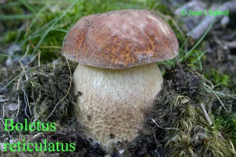 Boletus reticulatus (récolté aux Plantiers - Gard)