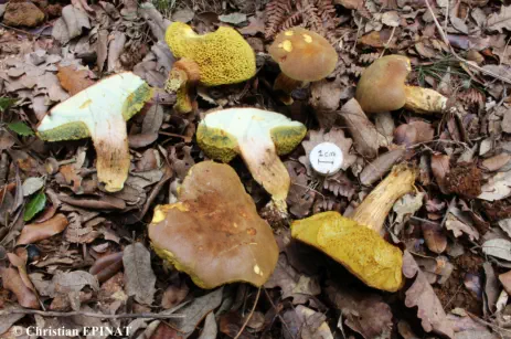 Boletus reticulatus (récolté aux Plantiers - Gard)