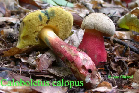 Caloboletus calopus récolté sur la commune de Lamelouze (30)