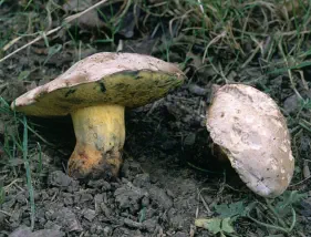 Caloboletus radicans (bolet radicant)
