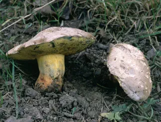 Caloboletus radicans (bolet radicant)