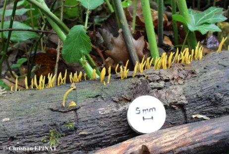 Calocera cornea récoltée dans le Gard