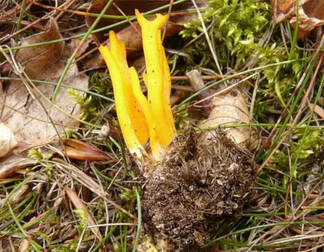 Calocera viscosa