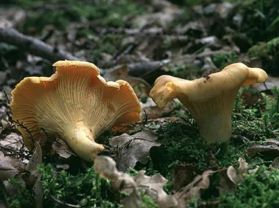 Cantharellus cibarius (girolle)