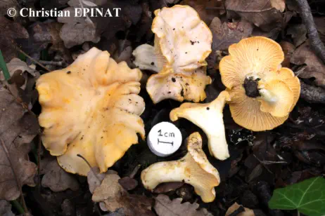 Cantharellus subpruinosus, récolte effectuée sur la commune de Saint Julien les Rosiers (30) - (Photo C. Epinat)